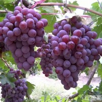 红提