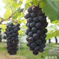 夏黑