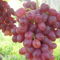红巴拉多