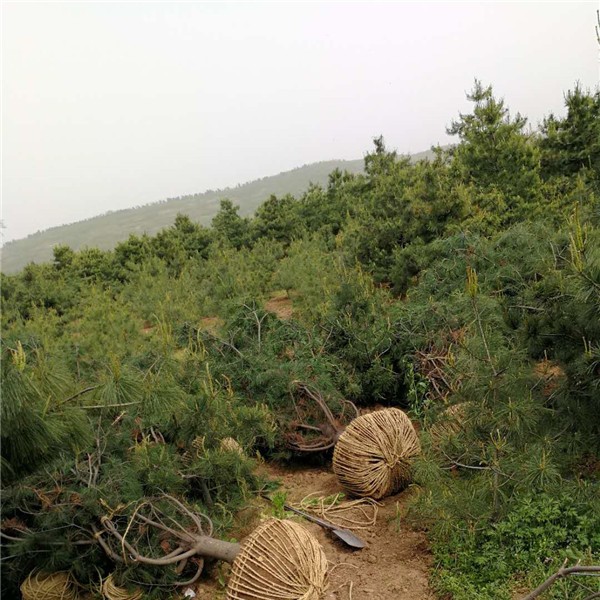 华山松