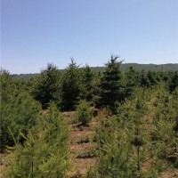 华山松