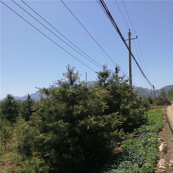 华山松