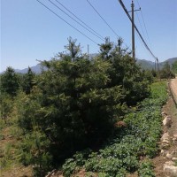 华山松