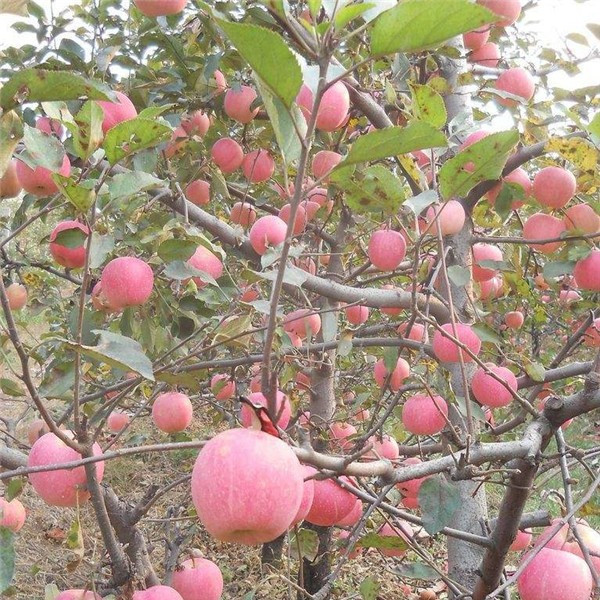 富士苹果苗