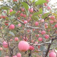 富士苹果苗