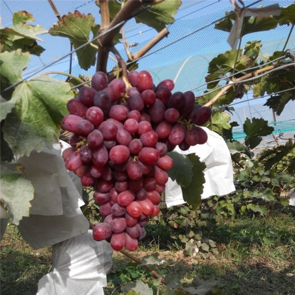 葡萄、核桃、苹果苗供应基地 量大从优