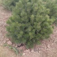 白皮松批发