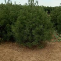 白皮松批发