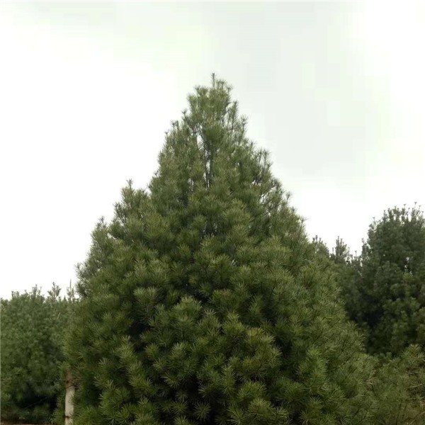白皮松价格
