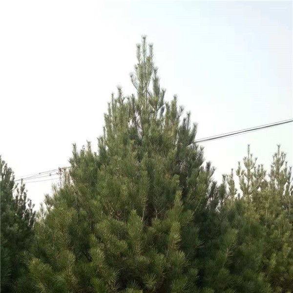 白皮松价格