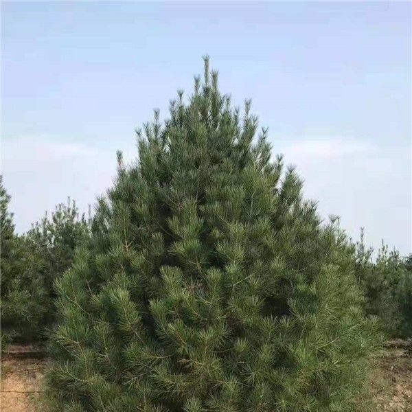白皮松基地