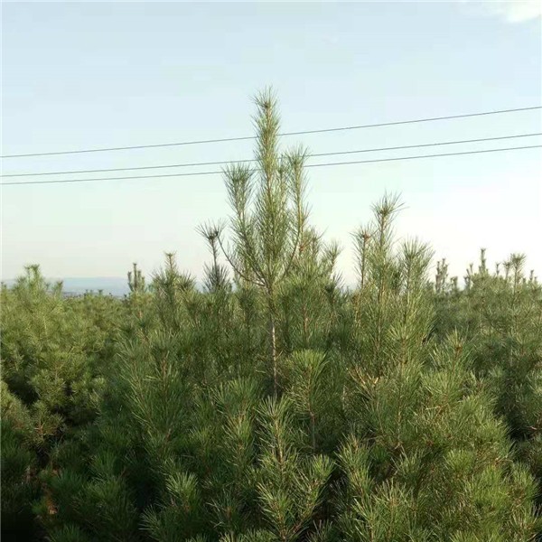 白皮松基地