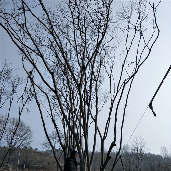 丛生朴树