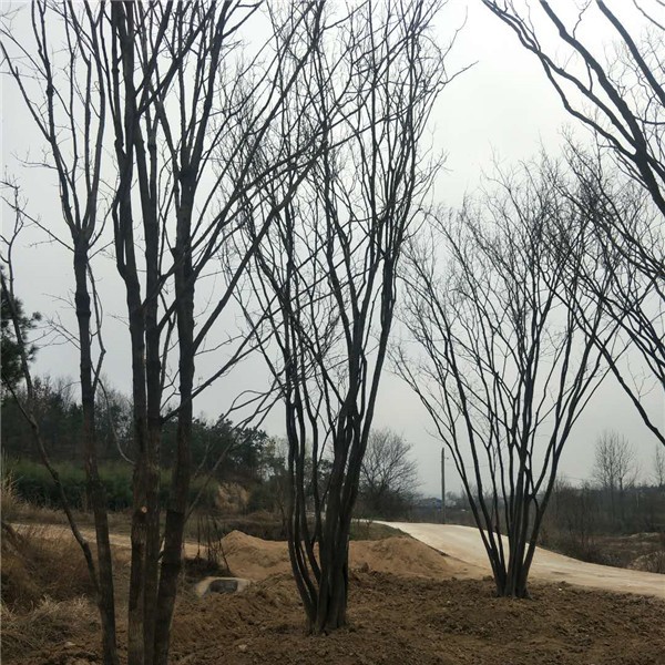 丛生朴树