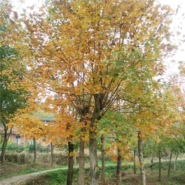 元宝枫