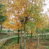 元宝枫