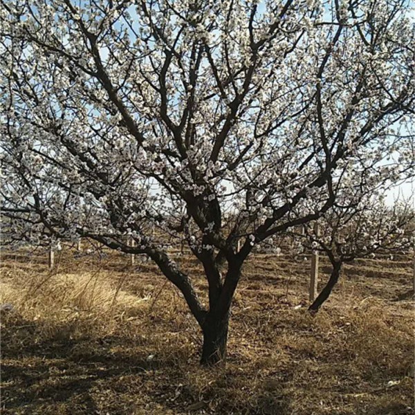 山杏树基地