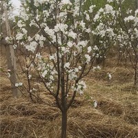 八棱海棠批发