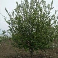 八棱海棠树供应 基地专供 规格齐全