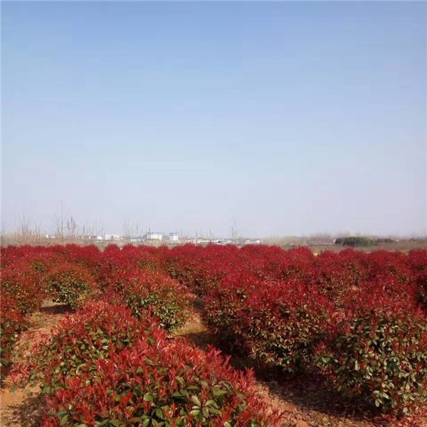 红叶石楠