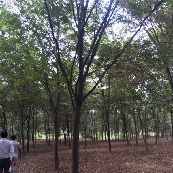 榉树
