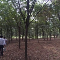 榉树