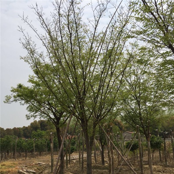 榉树