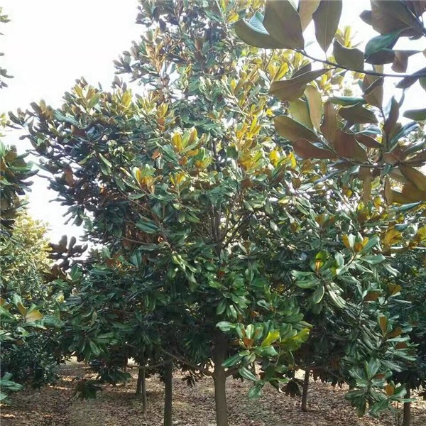 广玉兰