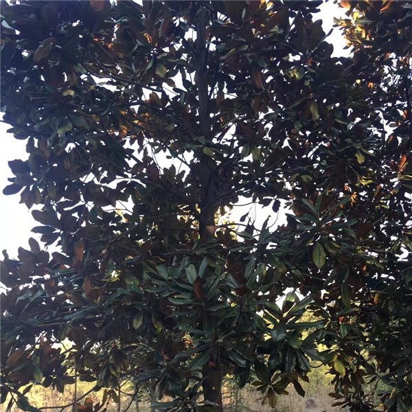 广玉兰