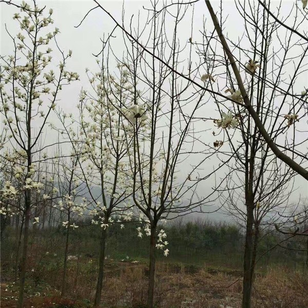 白玉兰