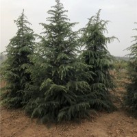 雪松供应