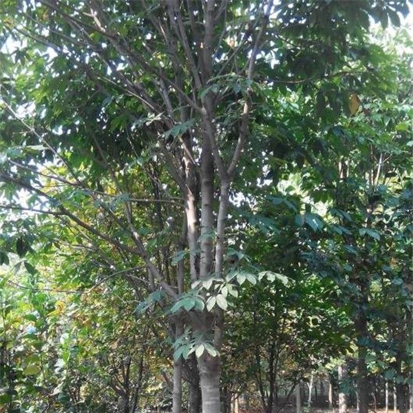 七叶树