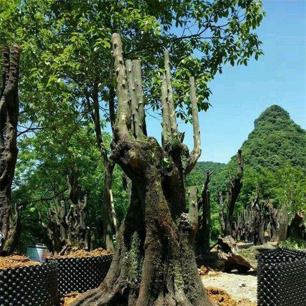 金弹子下山桩