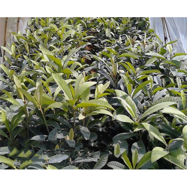 枇杷苗批发价格/枇杷苗种植基地/枇杷苗