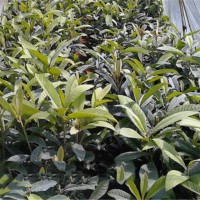 枇杷苗批发价格/枇杷苗种植基地/枇杷苗
