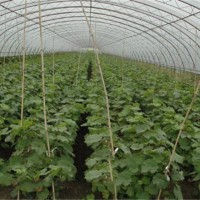 优质葡萄苗供应商/葡萄苗种植基地