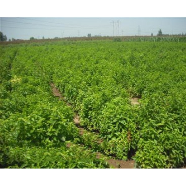 樱桃苗供应商/樱桃苗种植基地/樱桃苗