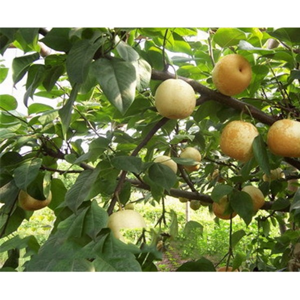 脆冠梨子苗批发/脆冠梨子苗基地