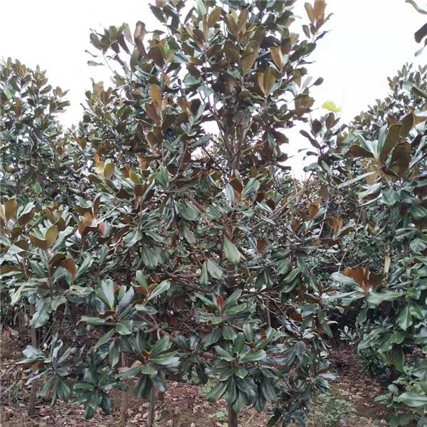 广玉兰