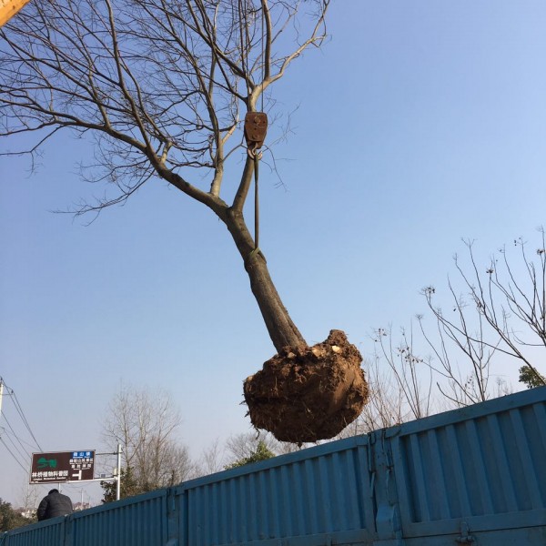 朴树