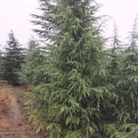 雪松