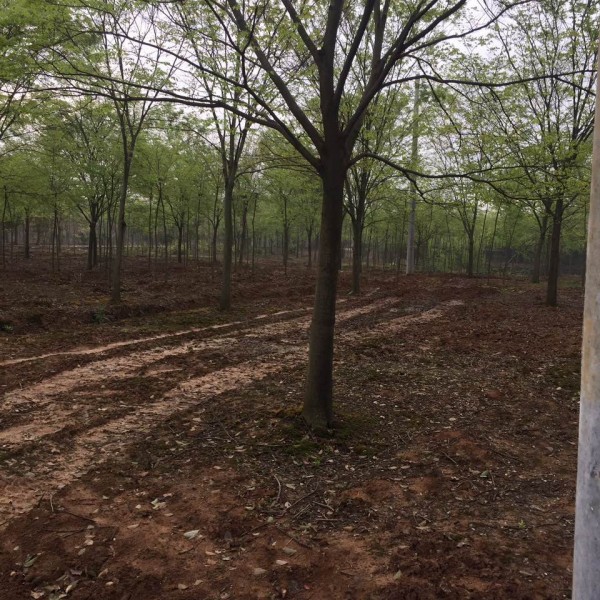 榉树