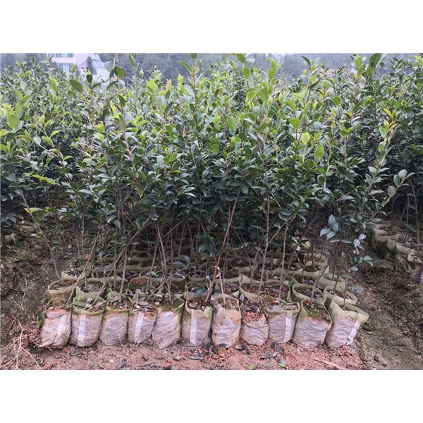 三年生油茶苗