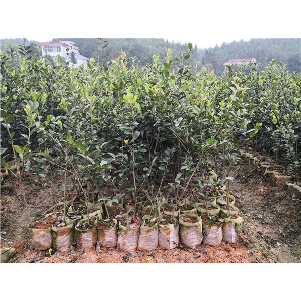 三年生油茶苗