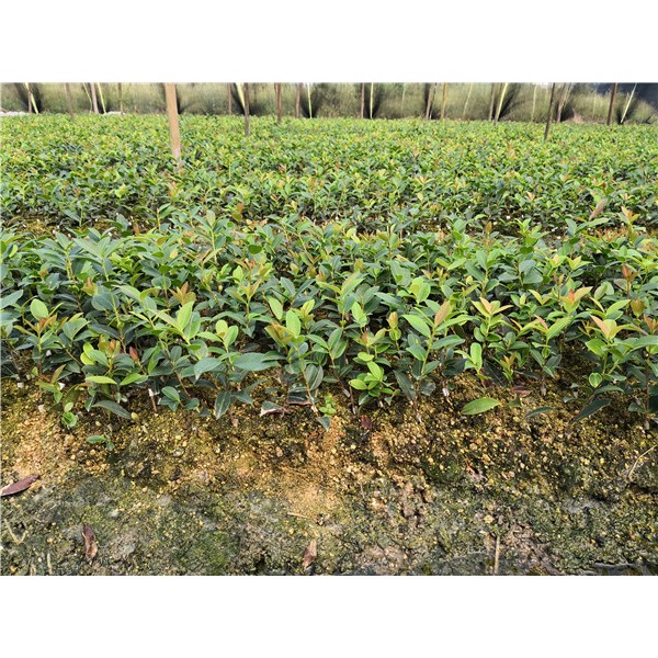 一年生油茶苗