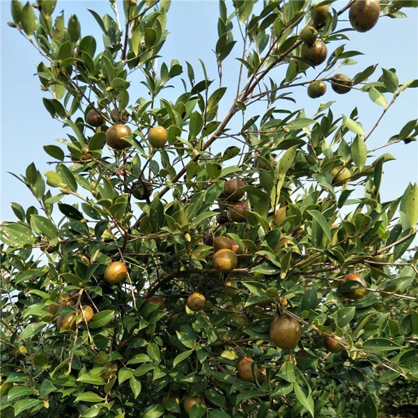 油茶挂果树