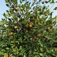 油茶挂果树