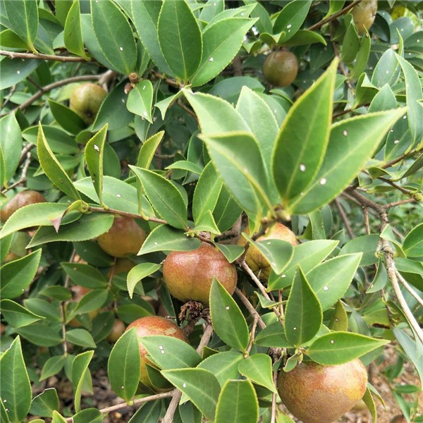 油茶挂果树