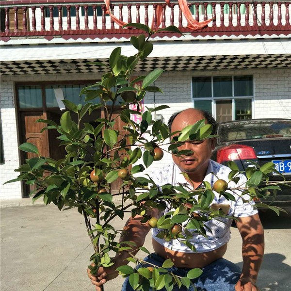 油茶挂果树