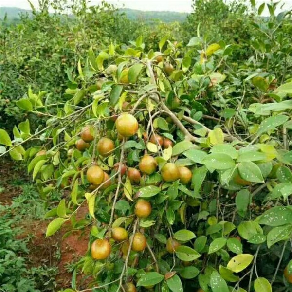 油茶挂果树